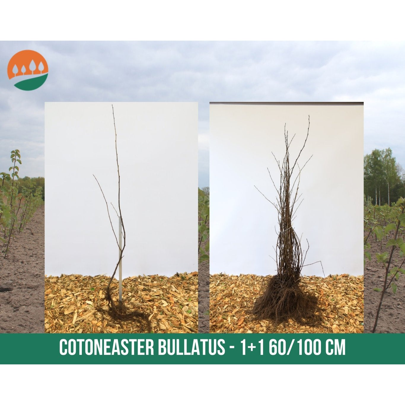 Blåoxel – Cotoneaster bullatus - 60-100 CM bare root 1/1